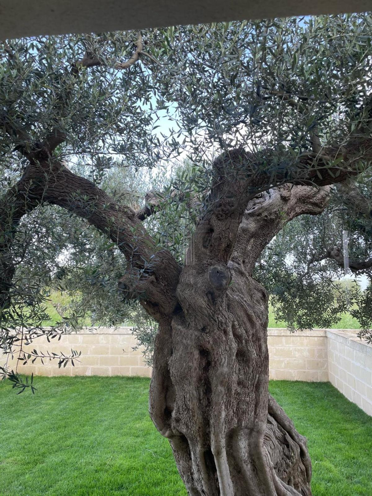 Masseria Fanizzi Conversano Room photo